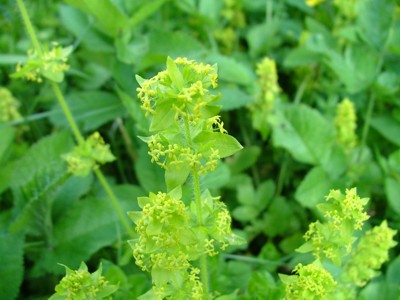 Przytulia krzyżowa - Cruciata laevipes