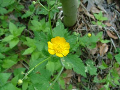 Jaskier kosmaty - Ranunculus lanuginosus